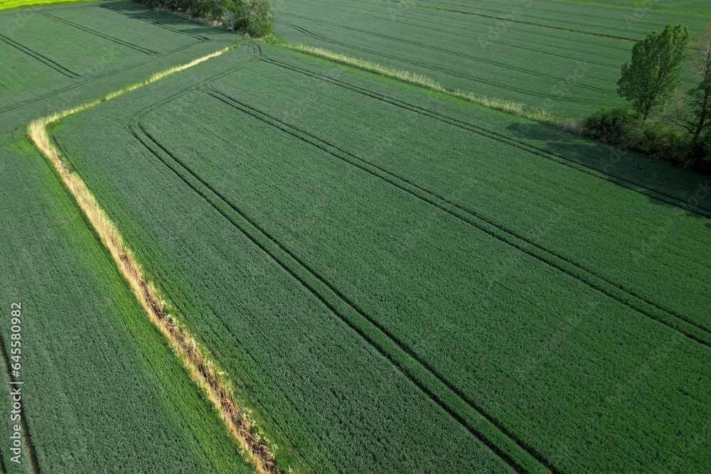 Aerial view Geometrical top view of green wheat corn field. Flying view of green corn seedlings. Corn tops in pattern. Agricultural landscape. Minimalist wallpaper cultivated land. Agrarian industry