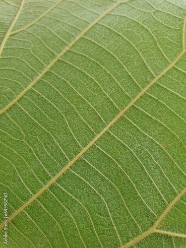 Green leave close up texture. 