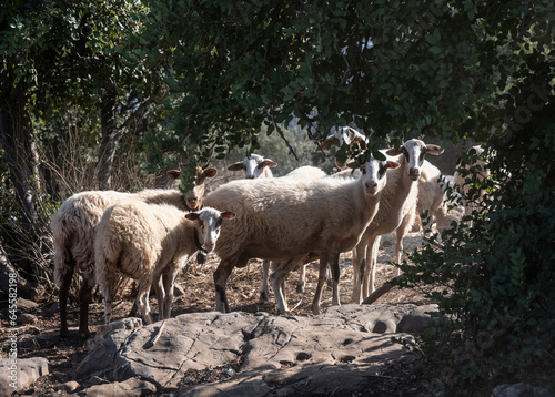 sheep hide under a tree from the summer heat