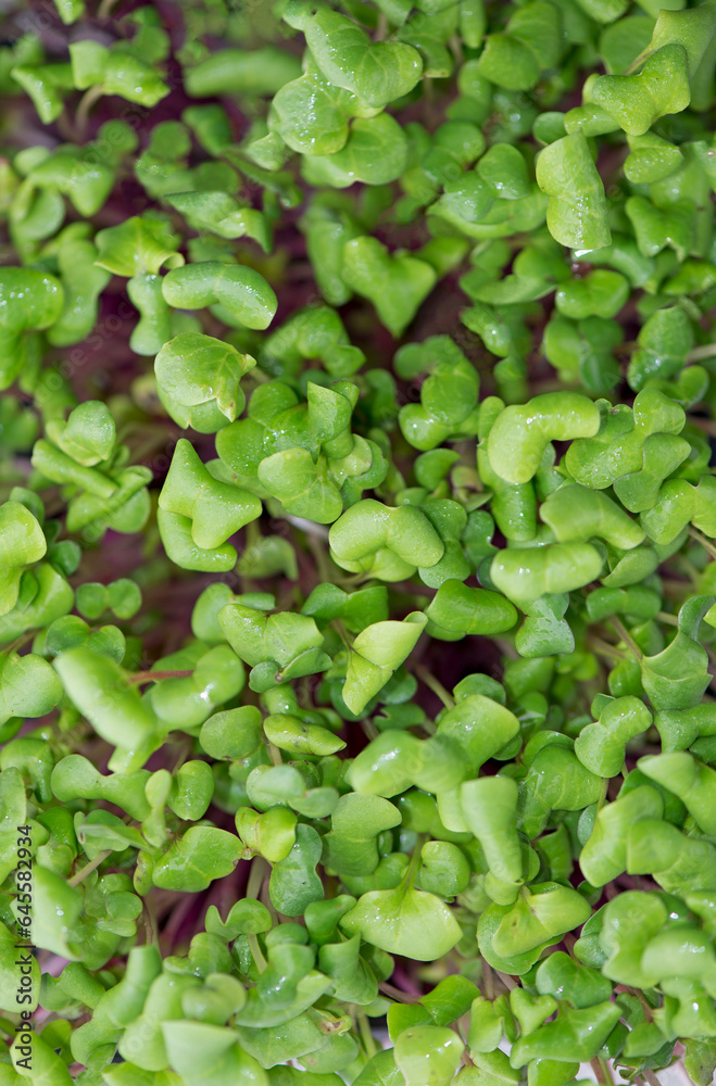 Fototapeta premium Healthy food concept, boxes with cilantro microgreens, super food.