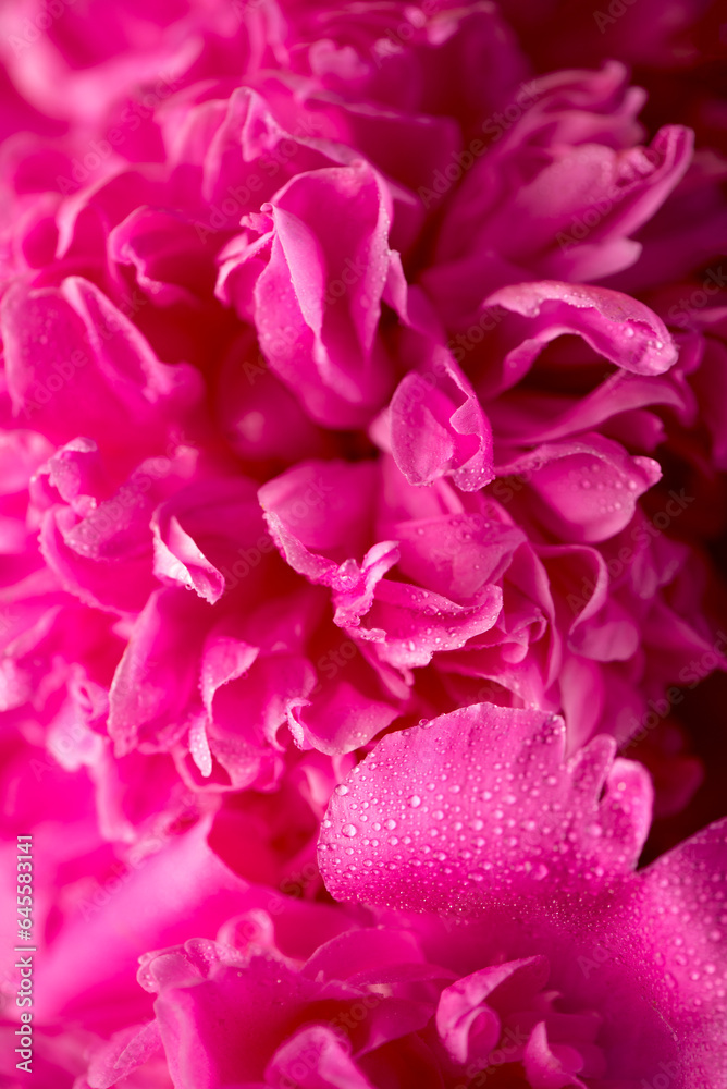Fototapeta premium Pink floral background. Background bouquet of beautiful pink peonies. Blooming peony flowers, close-up. Wedding background, Valentine's day concept. Blossom, flower close-up