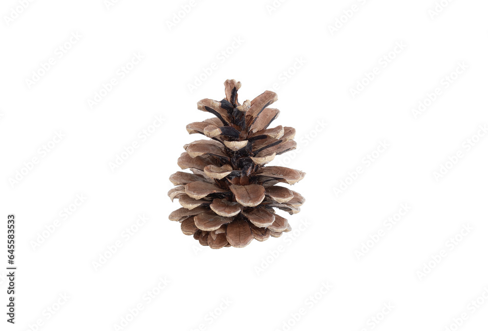Pinecone on a transparent background. Close-up of a pinecone. Pinecone on a transparent background. Close-up of a pinecone.