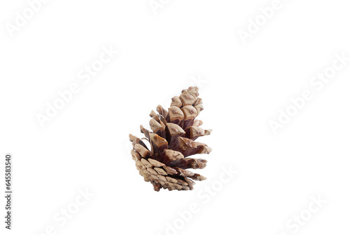 Pinecone on a transparent background. Close-up of a pinecone.