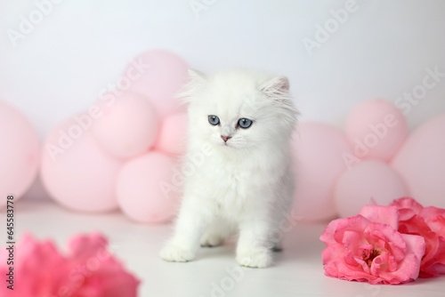 Wallpaper Mural Cute kitten plaing with flowers bloom. British shorthair cat on a white background. Longhair highland silver chinchilla. Pink roses and balloon Torontodigital.ca