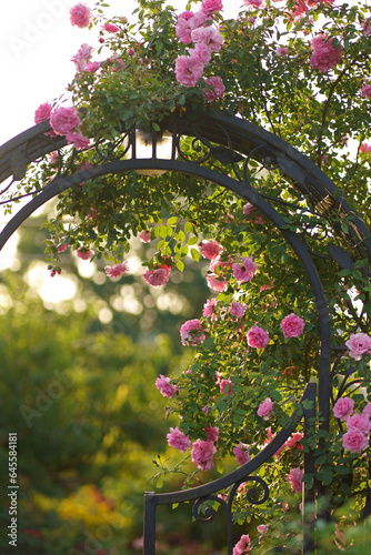 Fotografía Climbing rose flowers over vintage open gate
