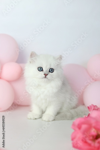 Wallpaper Mural Cute kitten plaing with flowers bloom. British shorthair cat on a white background. Longhair highland silver chinchilla. Pink roses and balloon Torontodigital.ca