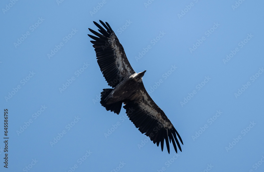A white -headed sip with beautiful plumage soars in the sky on a blue background A white -headed sip with beautiful plumage soars in the sky on a blue background