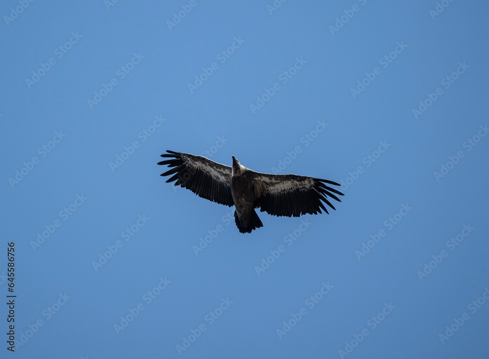 A white -headed sip with beautiful plumage soars in the sky on a blue background A white -headed sip with beautiful plumage soars in the sky on a blue background