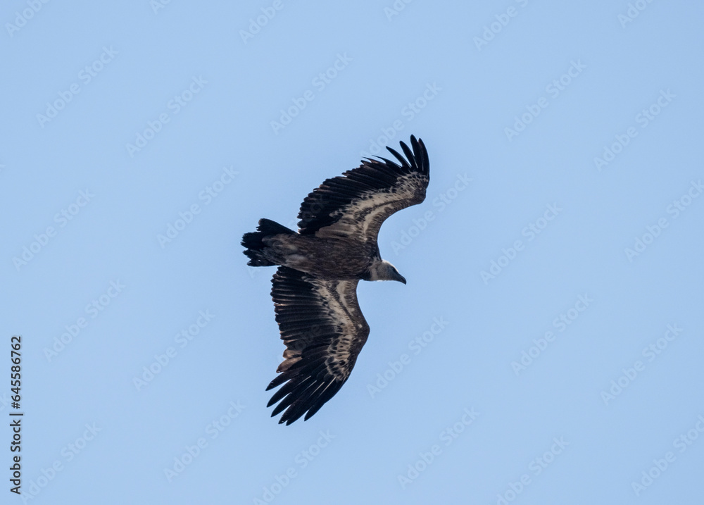 A white -headed sip with beautiful plumage soars in the sky on a blue background A white -headed sip with beautiful plumage soars in the sky on a blue background