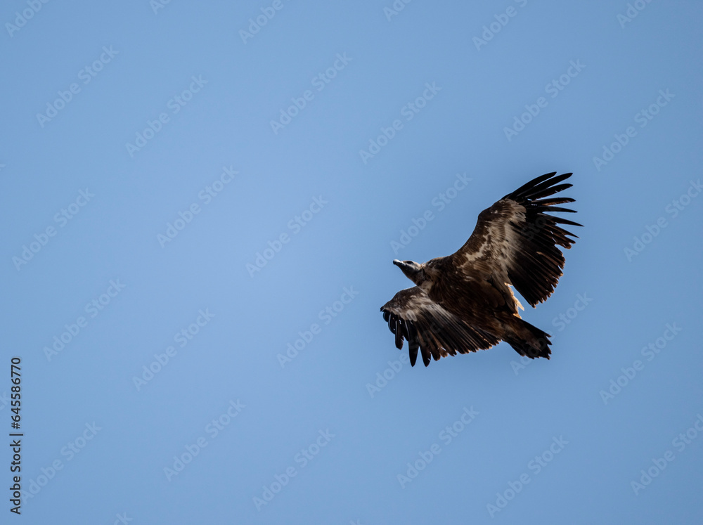 Obraz premium A white -headed sip with beautiful plumage soars in the sky on a blue background