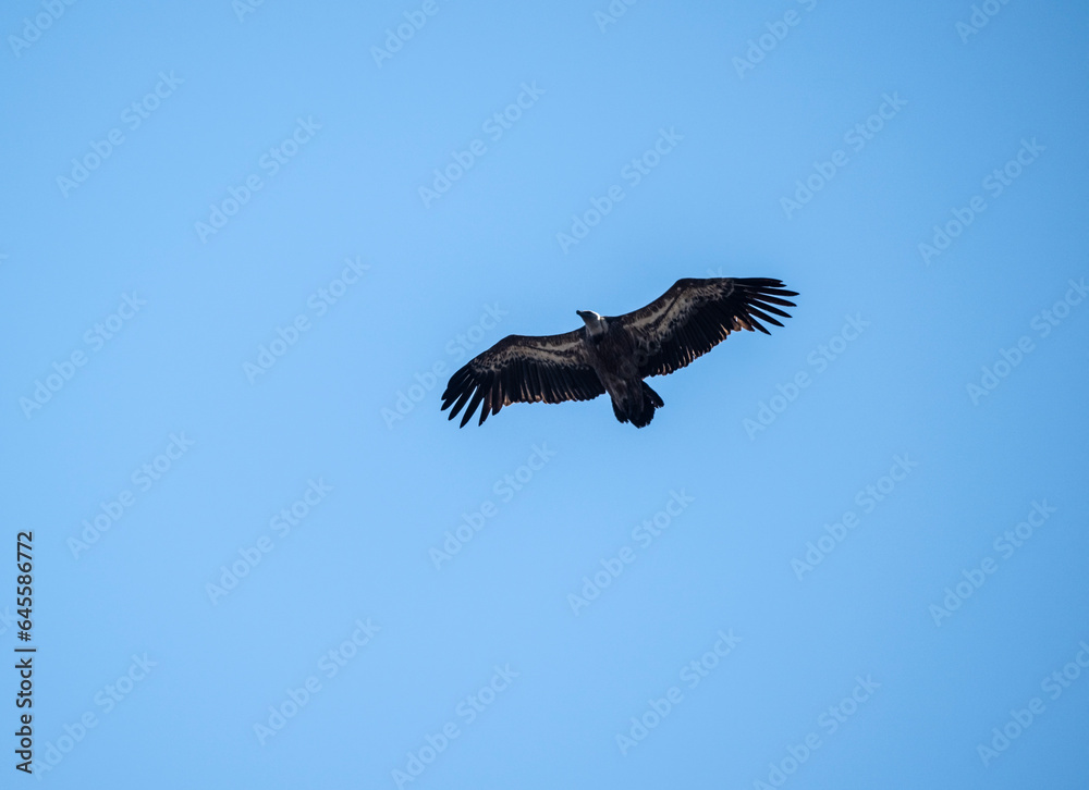 A white -headed sip with beautiful plumage soars in the sky on a blue background A white -headed sip with beautiful plumage soars in the sky on a blue background