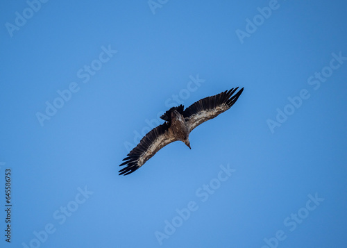 A white -headed sip with beautiful plumage soars in the sky on a blue background