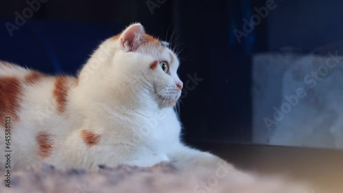 White cat  sitting on the carpet and looking out the door.Scottish fold cat looking something. Cute calico cat sitting in house.