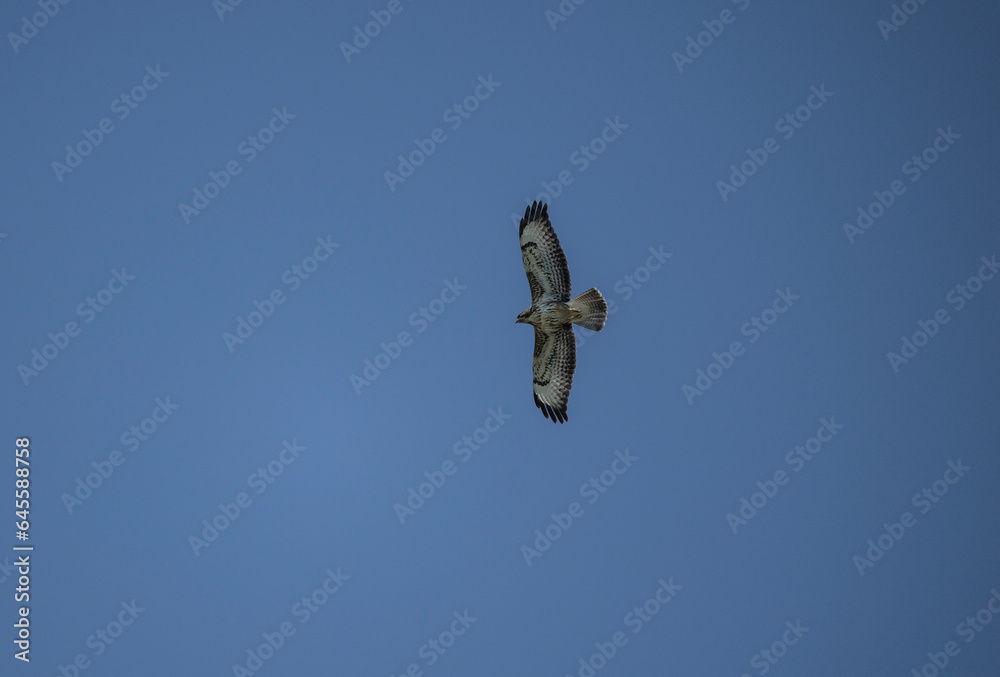 Kanyuk with beautiful plumage soars in the sky on a blue background Kanyuk with beautiful plumage soars in the sky on a blue background