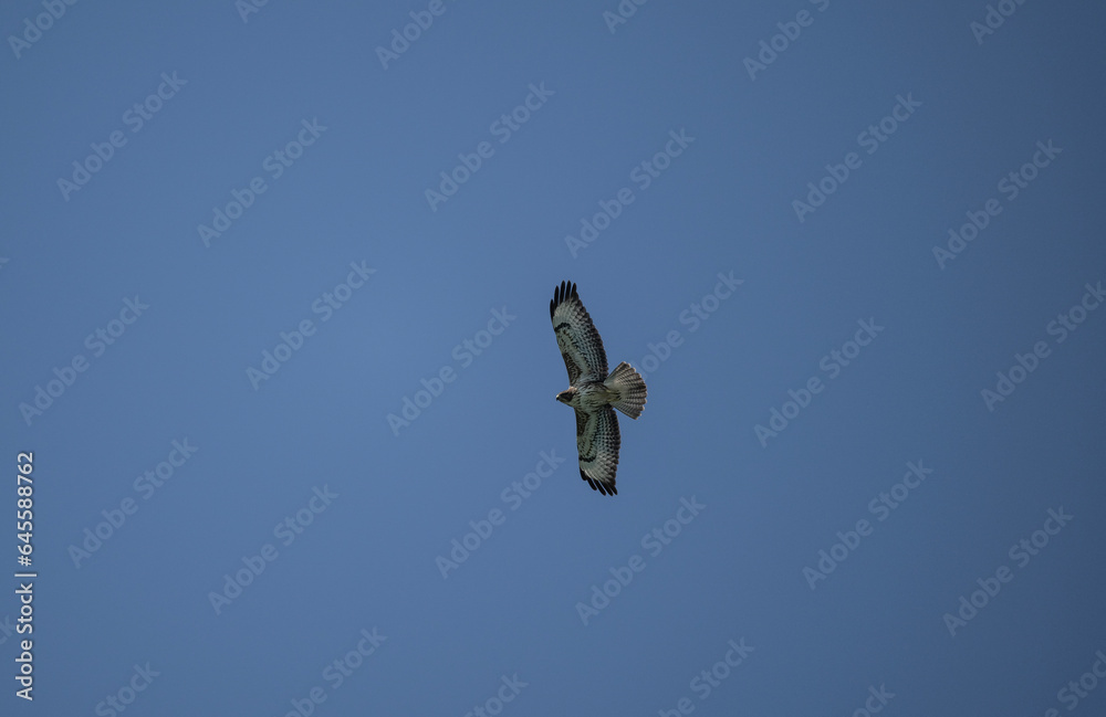 Kanyuk with beautiful plumage soars in the sky on a blue background Kanyuk with beautiful plumage soars in the sky on a blue background