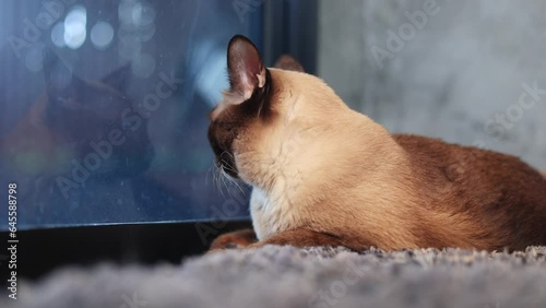 Siamese cat sitting on carpet in house. Thai cat with blue eyes looking something at the door.A cute cat is resting in the house.