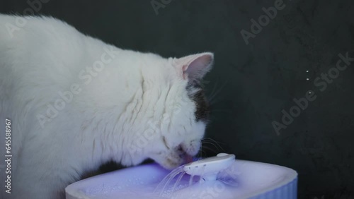 white cat drinking water from cat fountain. The cat is drinking water to quench his thirst. Tabby blue cat  is licking water.