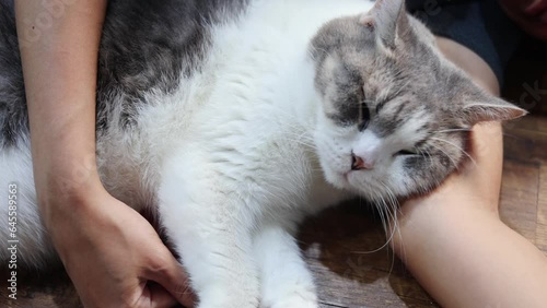 A white cat is resting with people in the house. Tabby blue cat sleeping with women on wooden floor.