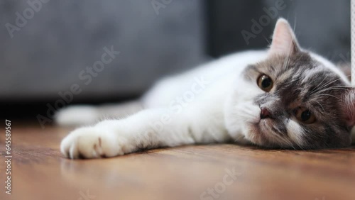 White Tabby cat making funny faces on black background. Scottish fold kitten looking something in studio.