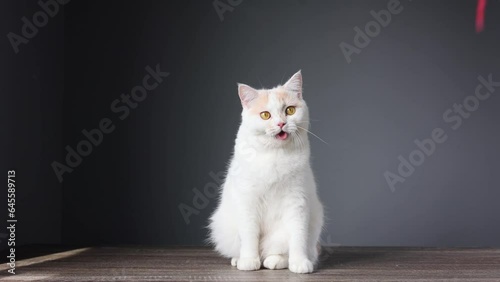 Scottish fold cat standing on wooden floor. The cat is licking its mouth while eating.
