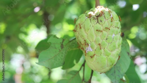 Red ant walking on custard apple.A small ant is watching the fruit.