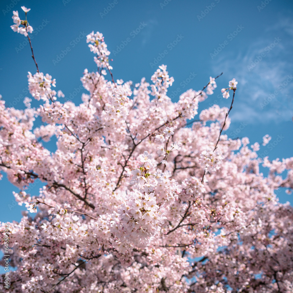 Cherry blossom trees with a blue sky and few white clouds