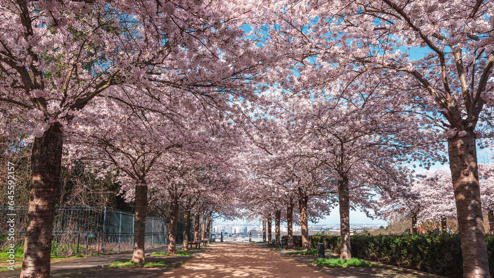alleyway under the cherry blossom trees in Paris. The sun lights up the cherry blossoms