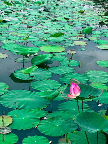 pink water lotus flower growing among lush green leaves on a calm pond