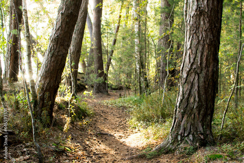 Path along the lake in a beautiful pine forest.