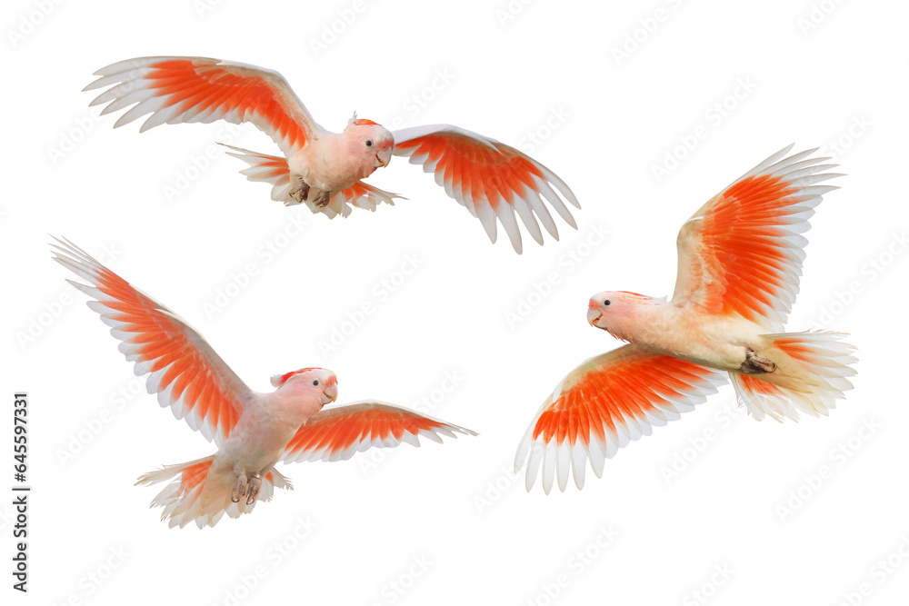 Obraz premium Set of Major Mitchell's Cockatoo flying isolated on transparent background png file