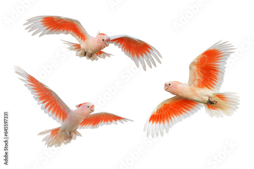 Set of Major Mitchell s Cockatoo flying isolated on transparent background png file