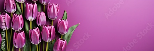 tulips on purple background, copy space #645598178