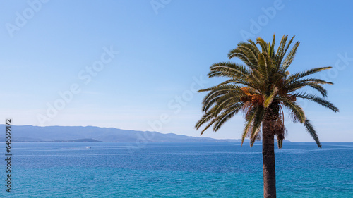 perfect palmtree with turqoise see and blue sky