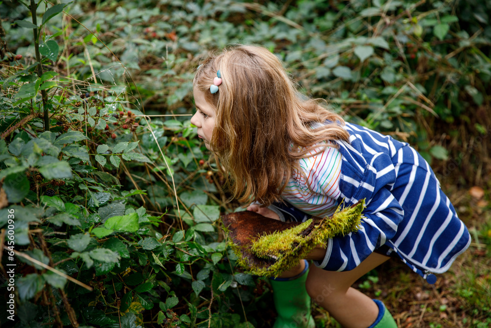 Cute little preschool girl making a walk through autumn forest. Happy healthy child eating blackberries. Sunny warm fall day with child. Active leisure and activity with kids in nature. Cute little preschool girl making a walk through autumn forest. Happy healthy child eating blackberries. Sunny warm fall day with child. Active leisure and activity with kids in nature.