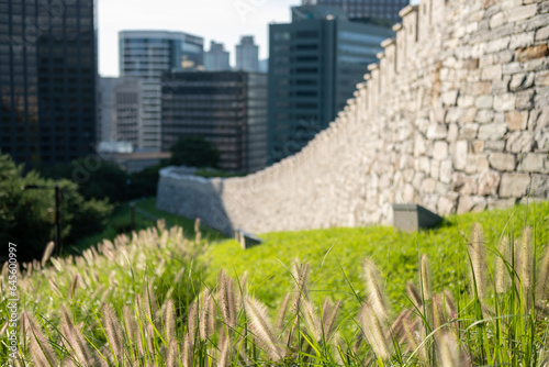 Walkway next to Hanyangdoseong Wall or Seoul City Wall in Namsan park, with Silver grass on the foreground. South Korea photo