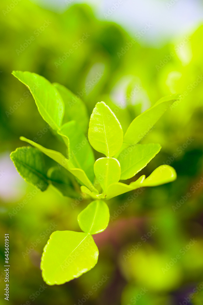 bergamot