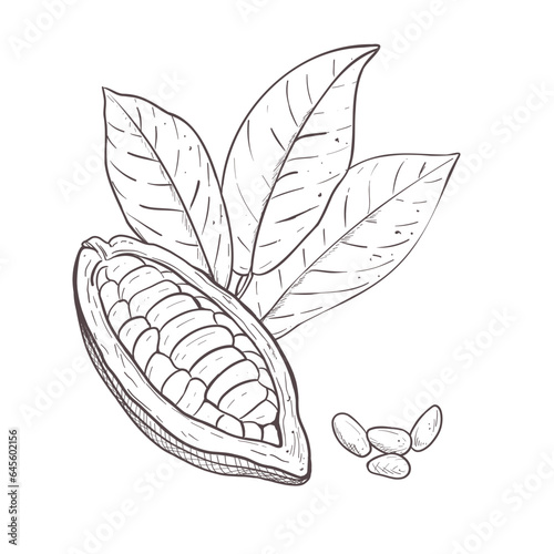 Vector illustration set of cocoa leaves, opened unpeeled bean and seeds. Black outline of branch, graphic drawing. For postcards, design and composition decoration, prints, posters, stickers, menu