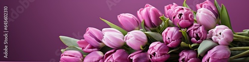 tulips on purple background, copy space