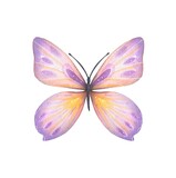 Hand drawn abstract butterfly in purple, yellow tones on a white background