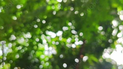 Blurred of green nature background. Beautiful bokeh green leaf in the morning. Nature background with green leaves.