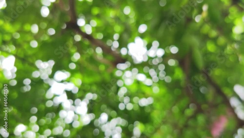 Blurred of green nature background. Beautiful bokeh green leaf in the morning. Nature background with green leaves.