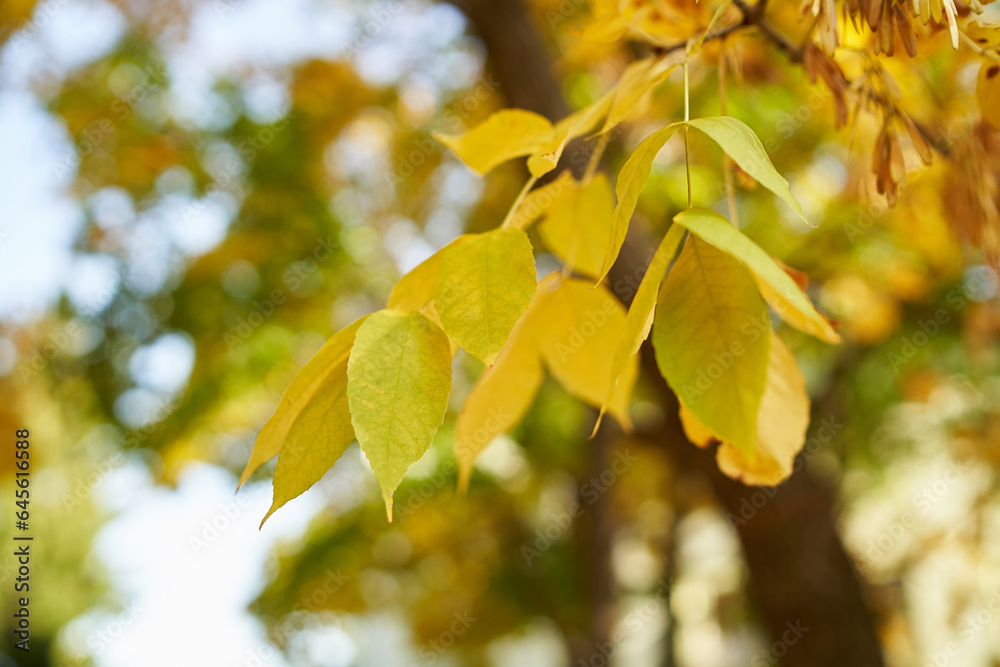 Fototapeta premium Close-up of yellowed leaves on the background of the sky and branches of trees in autumn