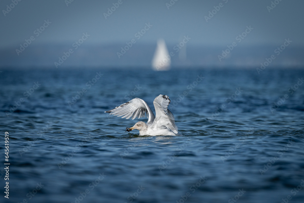 Fototapeta premium Möwe frisst Krebs