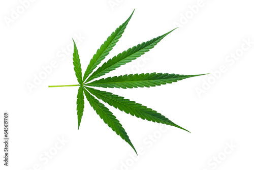 Marijuana leaf, green cannabis leaf isolated a transparent background.