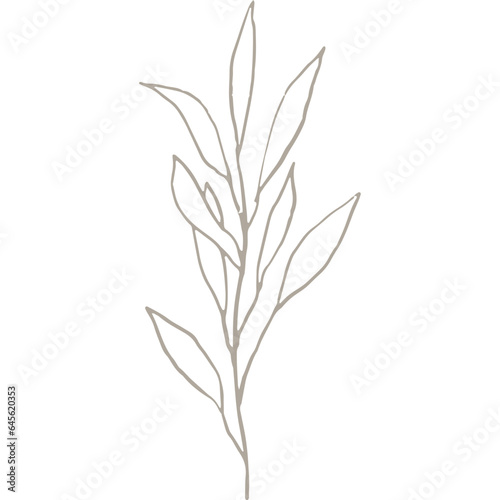Hand-drawn Linear Plant / Twig / Branch 