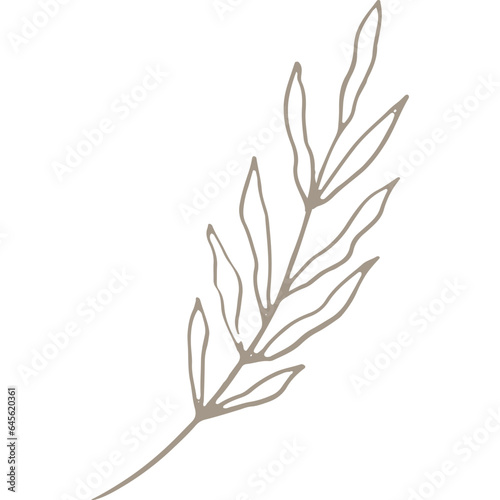 Hand-drawn Linear Plant   Twig   Branch 