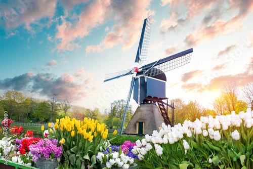 traditional Netherlands Holland dutch scenery with one typical windmill and tulips, Netherlands countryside. High quality photo