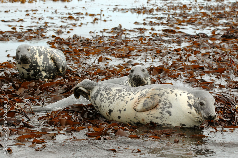 Obraz premium Phoque gris, Halichoerus grypus