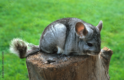 Chinchilla, Chinchilla lalinger photo