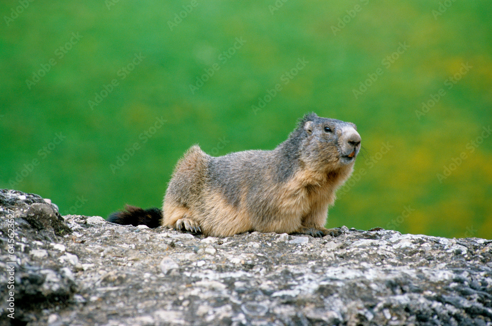 Marmotte des alpes, Marmota marmota Marmotte des alpes, Marmota marmota